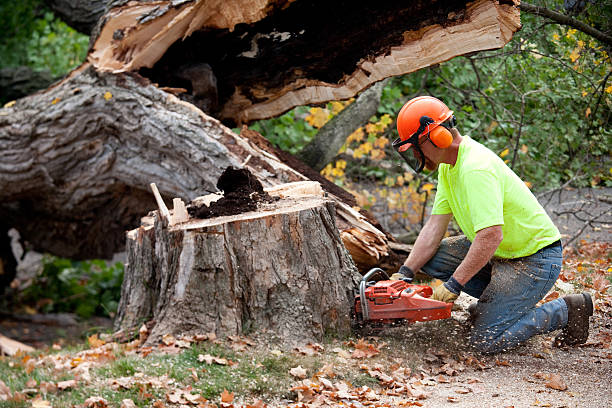 Best Hazardous Tree Removal  in Breezy Point, MN