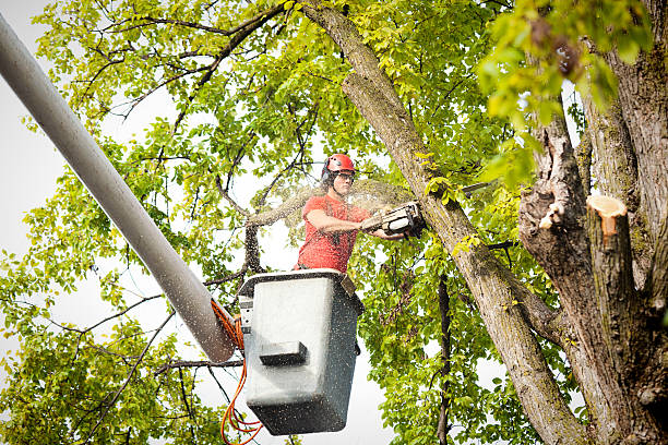 Best Seasonal Cleanup (Spring/Fall)  in Breezy Point, MN