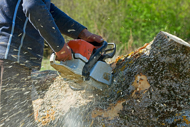 Best Root Management and Removal  in Breezy Point, MN